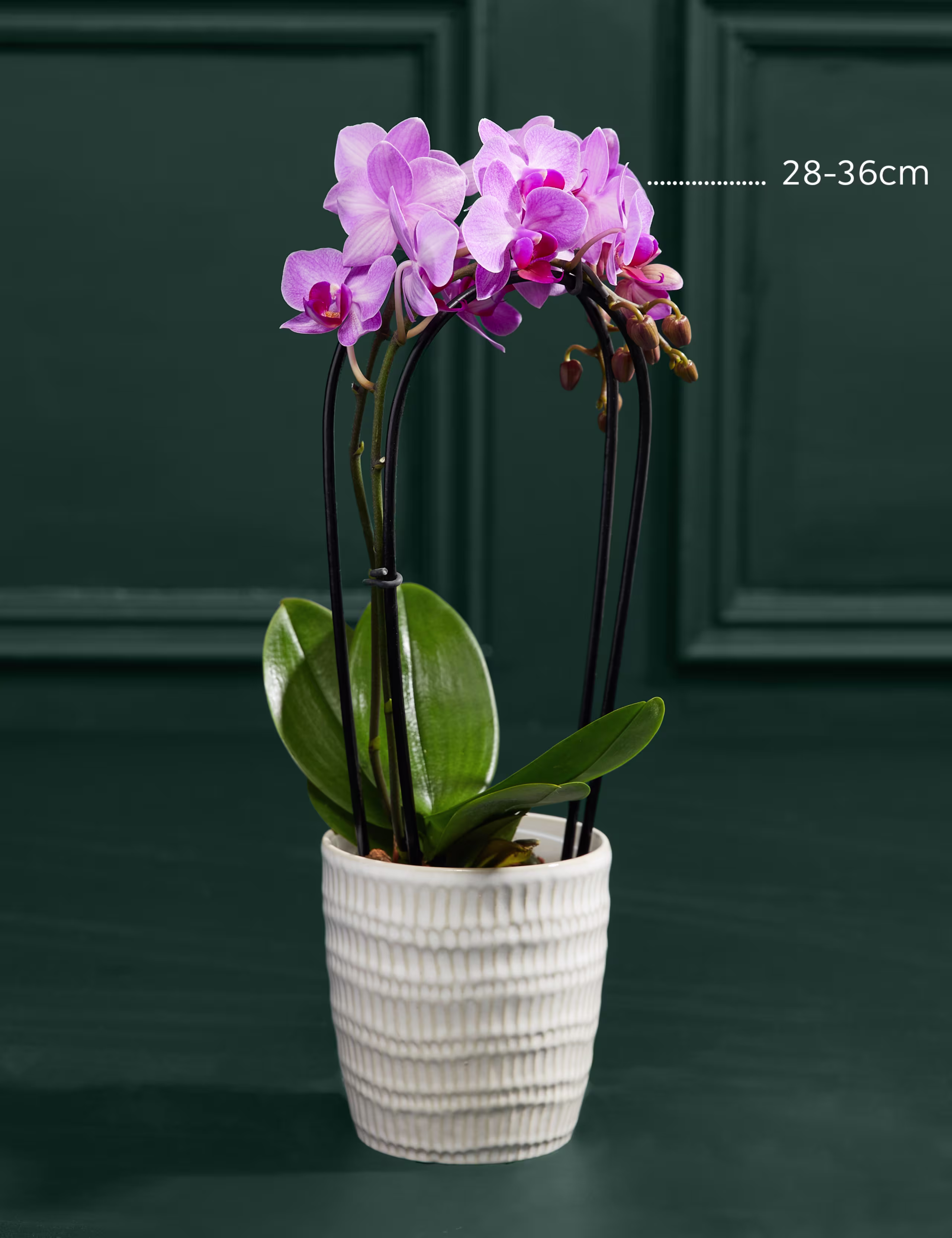Seramik Saksıda Mor Minyatür Phalaenopsis Şelale Orkidesi - Hover